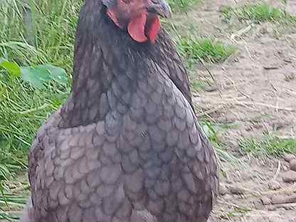 Курица-несушка породы маран