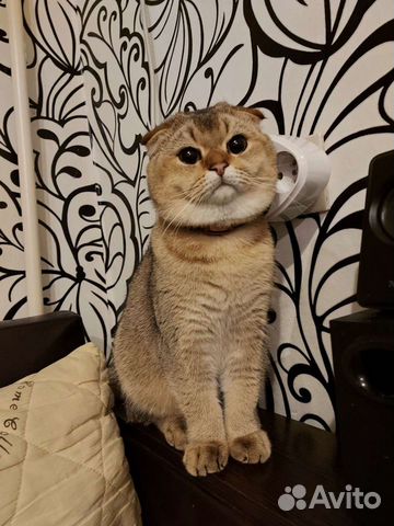 Шотландская золотая шиншилла вязка