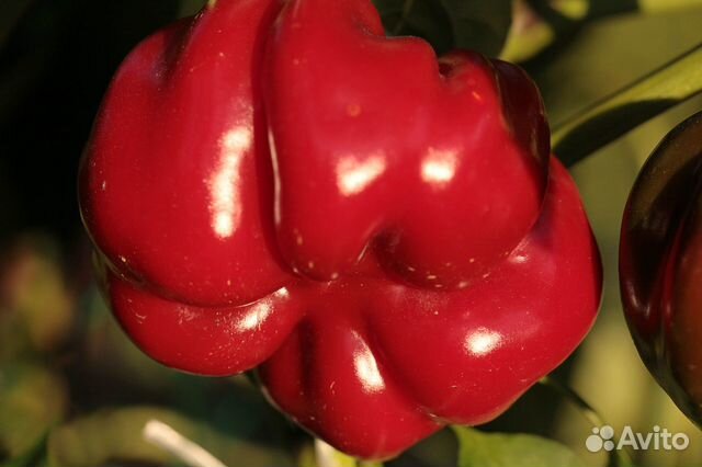 Семена перца ратунд (Болгария) 10сем