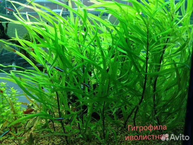 Аквариумные растения прополка