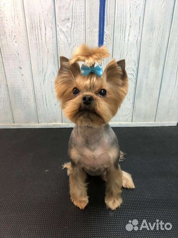 Груминг собак и не агрессивных кошек