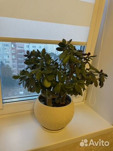 Толстянка, Сингониум