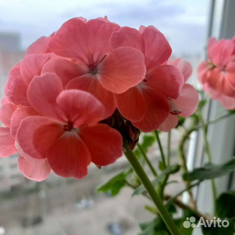 Герани и пеларгонии