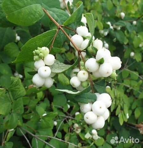 Пионы,дицентра,мак Апельсиновый рай,дерен