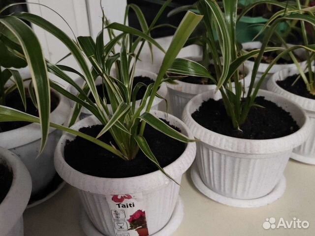 Хлорофитум Лаксум