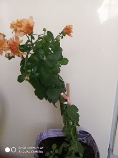 Хризантема комнатная, жёлтая, бордовая