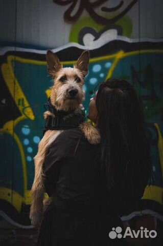 Квартирная передержка собак у кинолога