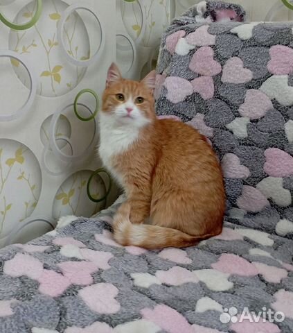 Котенок в хорошие руки