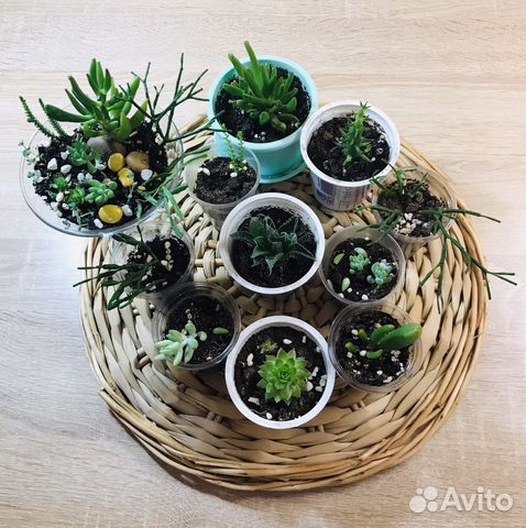 Суккуленты: Композиция / Садик / Срезы набором