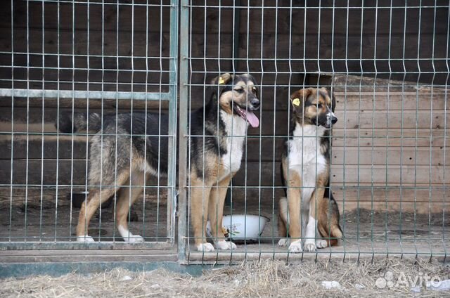 Красавицы дворняжки подростки
