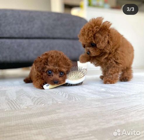 Мальтипу f1 red brown