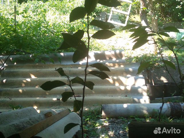 Саженцы лимона мейера