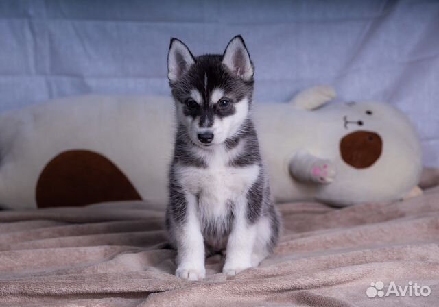 Щенок сибирский хаски из питомника