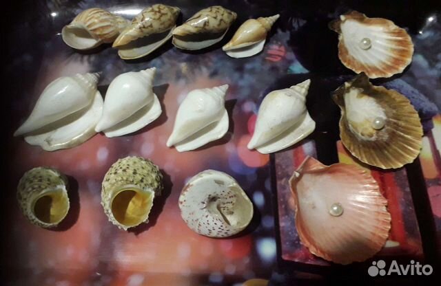 Морские раковины