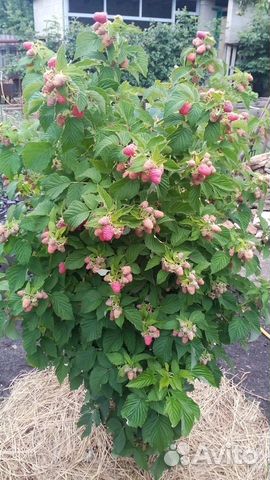 Продаем саженцы малины, малиновое дерево Таруса