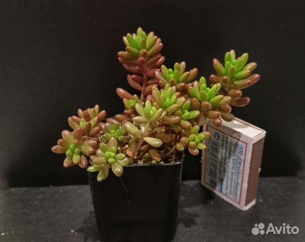 Седумы и другие суккуленты