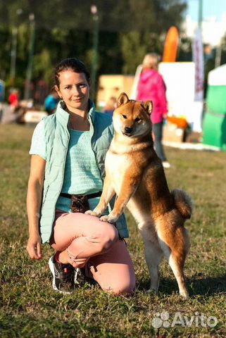 Японский самурай shiba inu приглашает на вязку