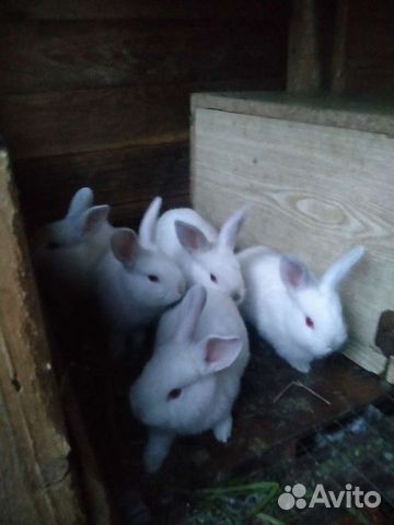 Крольчата1мес