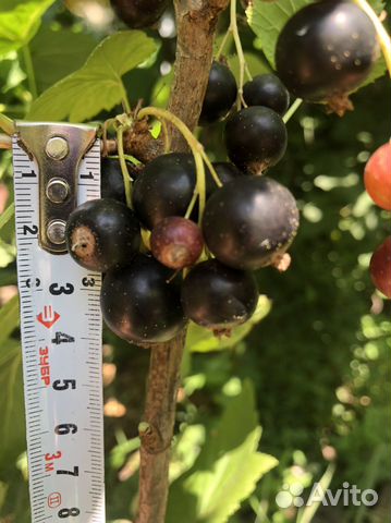 Ирга,клубника,малина,смородина