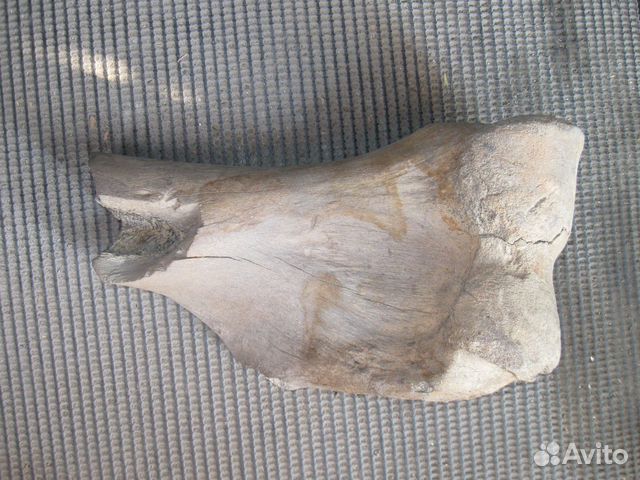 Продается кость мамонта