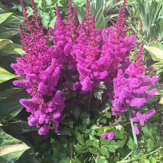 Садовые растения