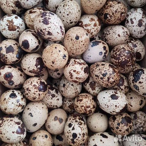 Перепела Белый гигант. Яйцо инкубационное