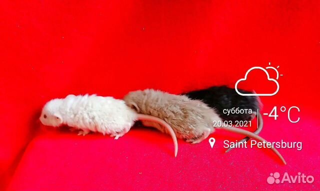 Крысята Крыса Дамбо Рекс Барашки