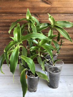 Комнатные цветы Золотой ус