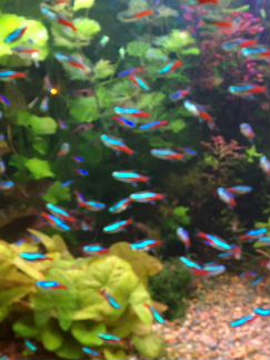 Аквариумные рыбки неоны и другие