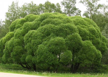 Ива шаровидная остаток 120шт