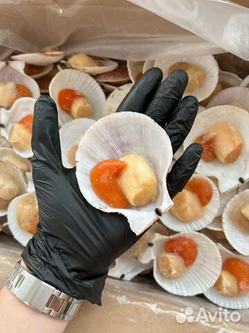 Морской гребешок на полустворке