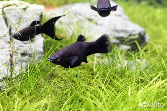 Моллинезия черная и сомики коридорасы