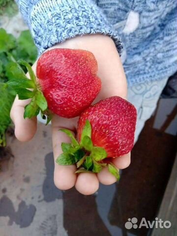 Клубника рассада