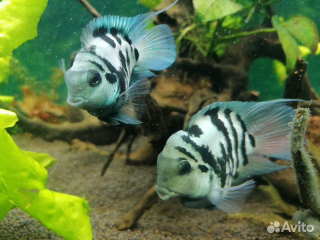 Аквариумные рыбки. Сапфировые мини попугайчики