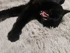 Боня -чудесный черный-черный котенок 3,5 мес в дар объявление продам