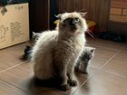 Сиамские кошка объявление продам