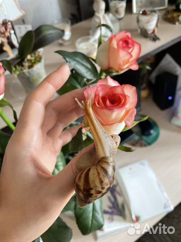 Улитка Ахатина 1 год и 1 месяц