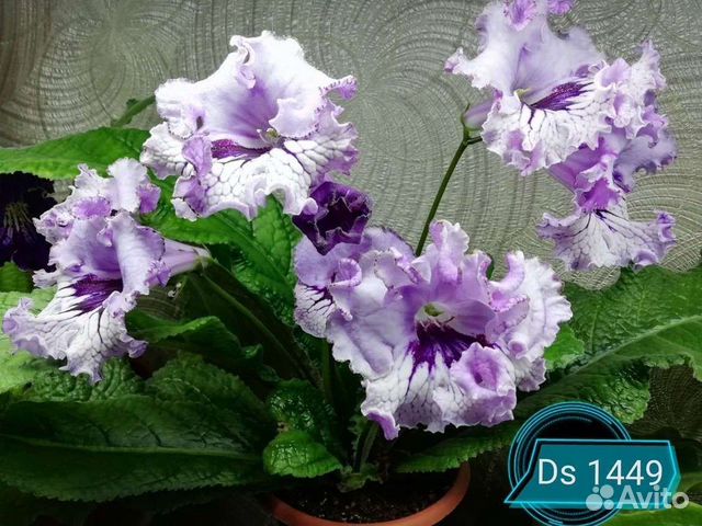 Стрептокарпусы