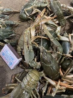 Живые раки, рыба оптом и в розницу