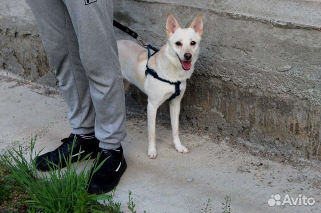 Собачка ищет дом