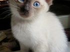 Тайский (сиамский) котёнок объявление продам