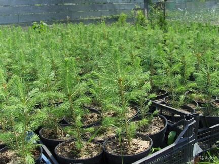 Ель живая саженцы