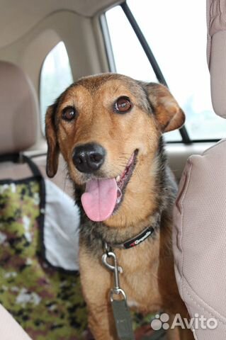 Небольшая собачка в добрый дом