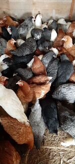 Куры Молодые Несушка