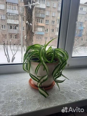 Хлорофитум кудрявый