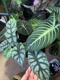 Растения в ассортименте для дома и офиса