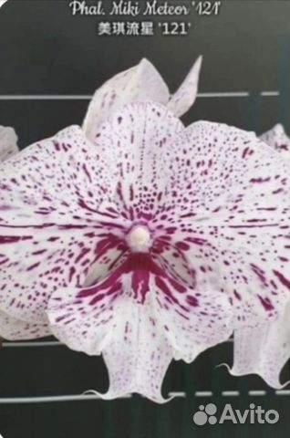 Орхидея Метеор