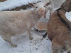 Чешские козы