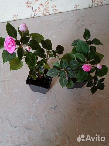 Продам цветы Бальзамины комнатные