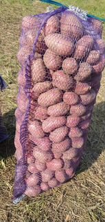 Картофель домашний суздальский район